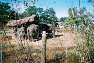 2445670-r1-047-22zoo.jpg