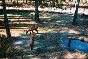 2445670-r1-055-26zoo.jpg