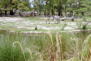 img018zoo.jpg