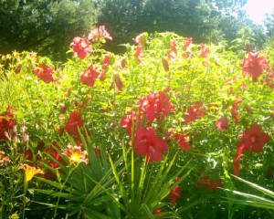 poto0051.jpg